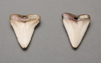 Tlingit%20artist%2C%20%3Cb%3E%3Ci%3E%20Earrings%3C%2Fi%3E%3C%2Fb%3E%2C%20ca.%201900%2C%20shark%20tooth%2C%20Museum%20Purchase%3A%20Indian%20Collection%20Subscription%20Fund%2C%20Rasmussen%20Collection%20of%20Northwest%20Coast%20Indian%20Art%2C%20no%20known%20copyright%20restrictions%2C%2048.3.765A%2CB